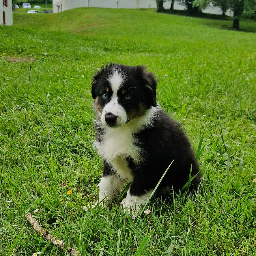 Bali participe au concours pour gagner de l'argent avec cette photo : puppy, dog, grass, outdoor, greenery, house, tree, cloudy_sky, cute, pet, animal, nature, young_dog, sitting, fur, black_and_white, landscape, field, summer, adorable