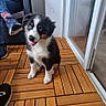 Bali participe au concours pour gagner de l'argent avec cette photo : puppy, dog, black_and_white, blue_eyes, wooden_floor, deck, person, jeans, socks, chair, indoor, tongue_out, pet, cute, happy, relaxed, footwear, slippers, smiling, companion