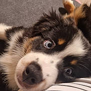 Bali participe au concours pour gagner de l'argent avec cette photo : puppy, dog, tricolor, fur, cute, lying_down, couch, striped_shirt, person, pet, close_up, indoor, resting, eyes, snout, black_fur, white_fur, brown_fur, cozy, affection