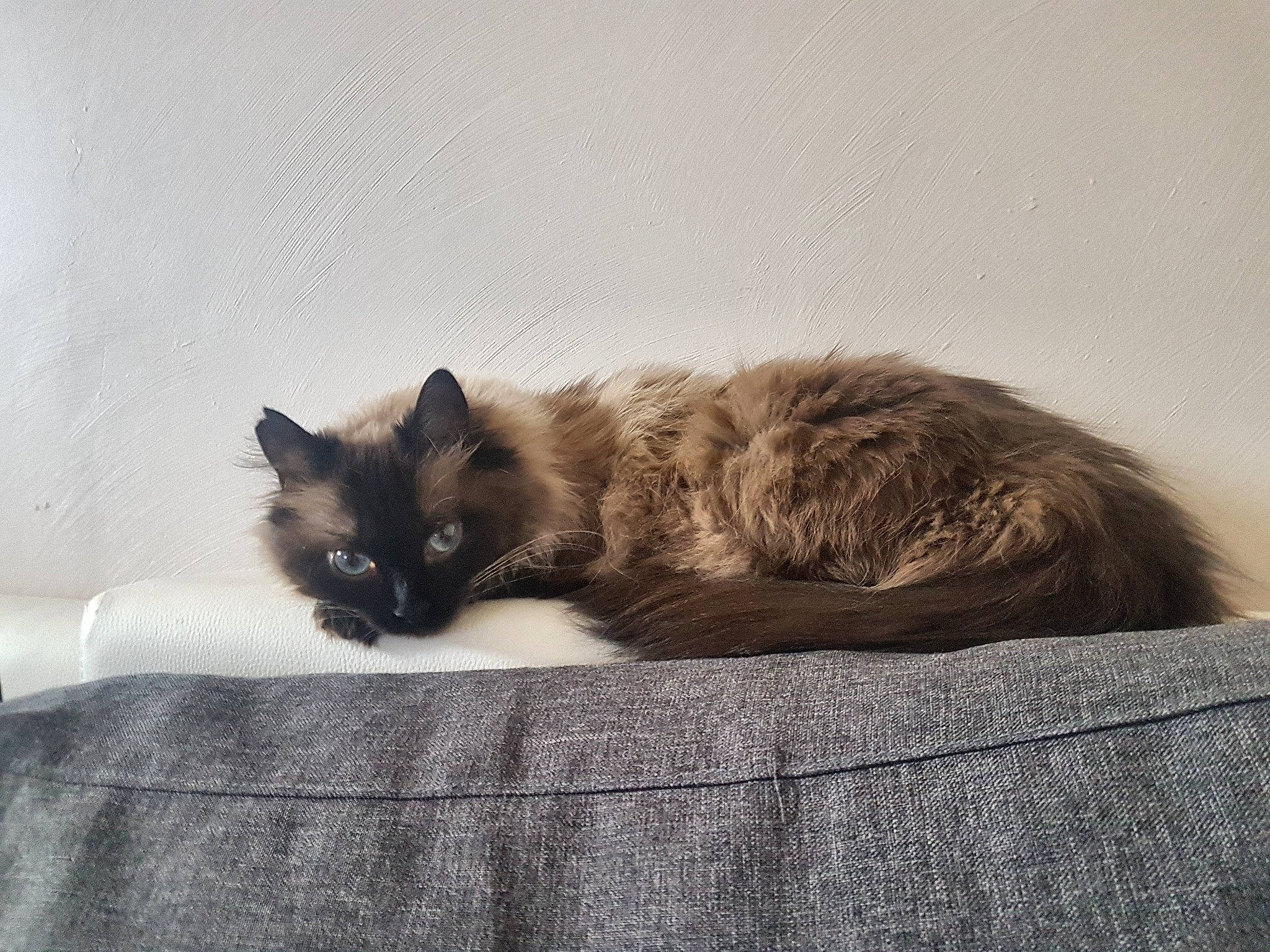 Catoucha a rejoint le concours — aidez-le/la à gagner de superbes lots ! balinese, birman, carnivore, cat, domestic_long_haired_cat, fawn, felidae, fur, himalayan, kitten, mammal, nebelung, norwegian_forest_cat, ragdoll, small_to_medium_sized_cats, tail, whiskers