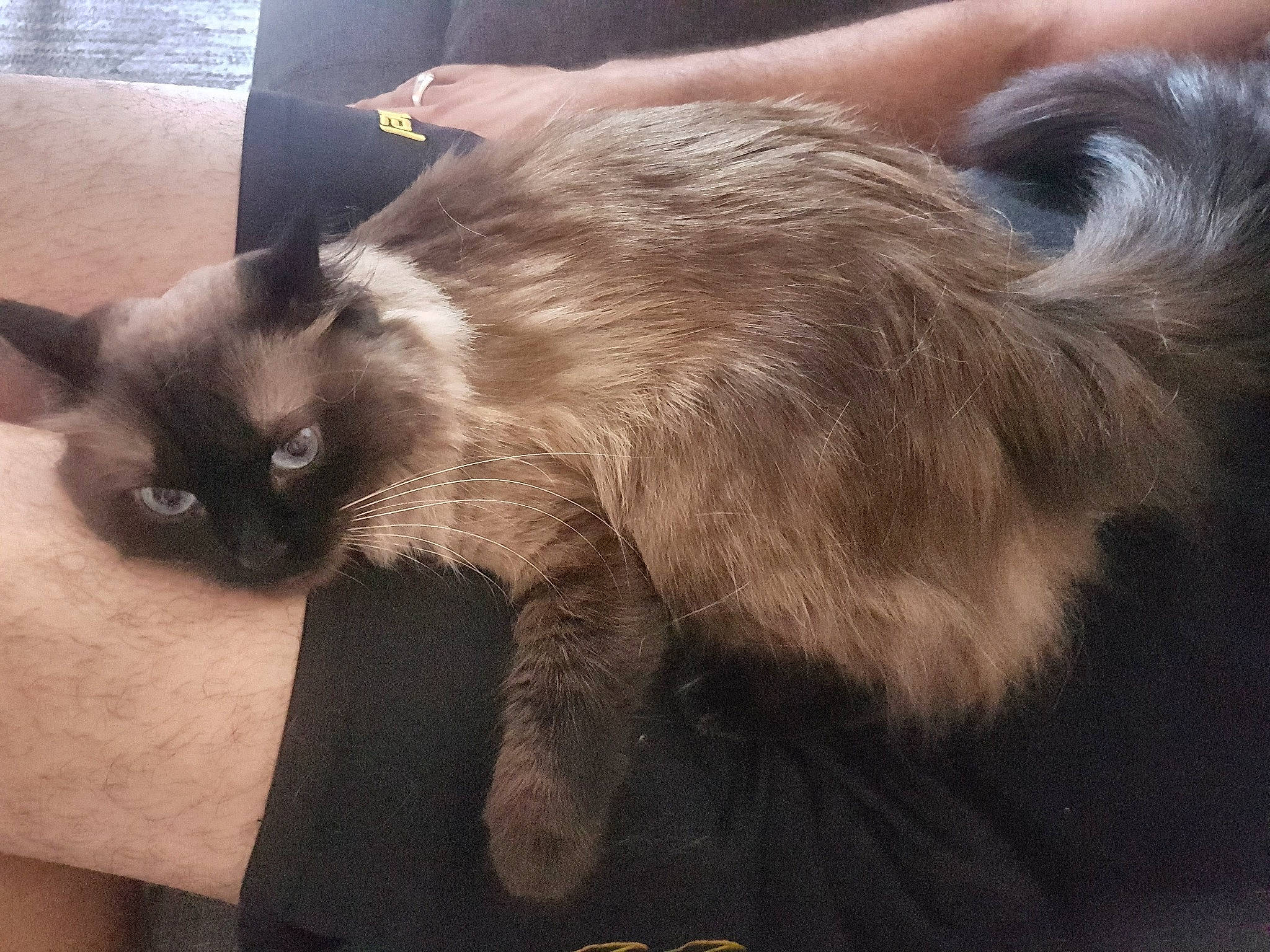 Catoucha a rejoint le concours — aidez-le/la à gagner de superbes lots ! balinese, birman, carnivore, cat, claw, domestic_long_haired_cat, felidae, fur, himalayan, javanese, kitten, mammal, nebelung, ragdoll, siamese, small_to_medium_sized_cats, tail, thai, tonkinese, whiskers