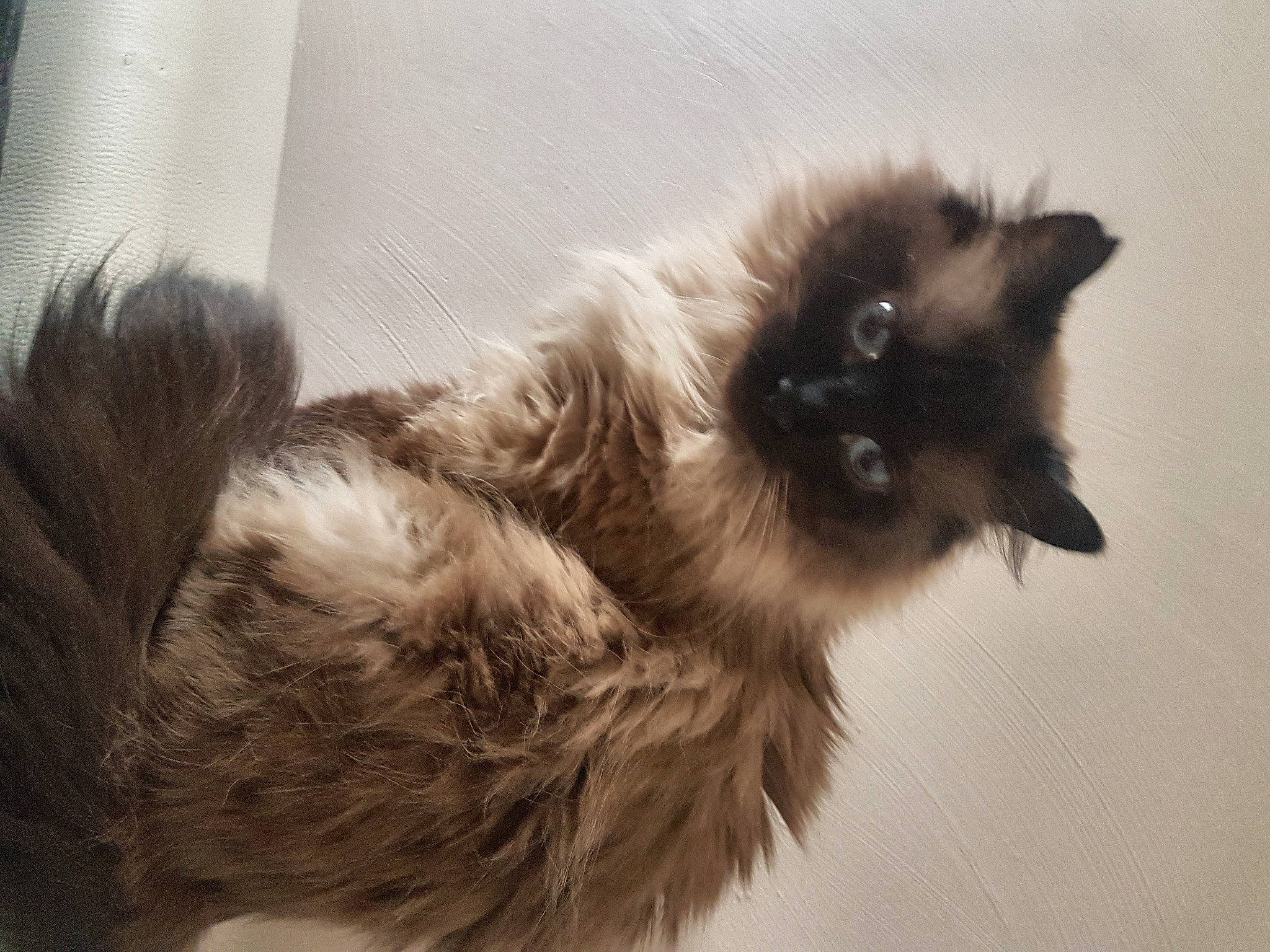 Catoucha participe au concours pour gagner de l'argent avec cette photo : balinese, birman, carnivore, cat, domestic_long_haired_cat, ear, fawn, felidae, fur, himalayan, kitten, ragdoll, siamese, small_to_medium_sized_cats, tail, whiskers