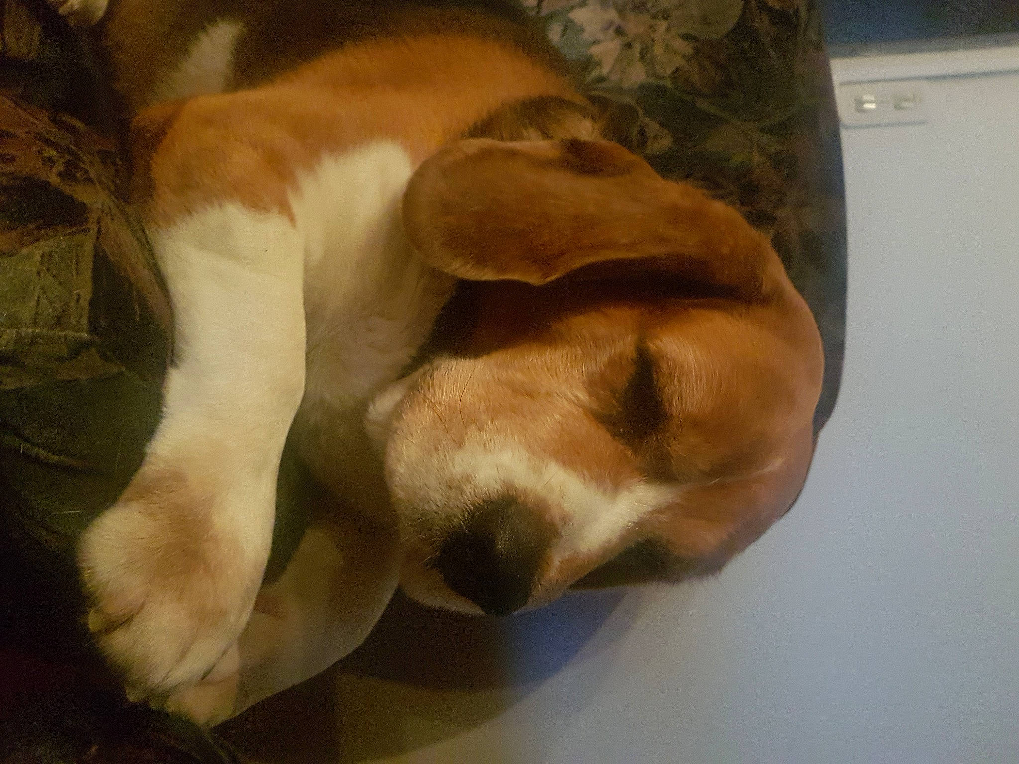 Dicky participe au concours pour gagner de l'argent avec cette photo : basset_hound, canidae, carnivore, companion_dog, dog, dog_breed, fawn, paw, snout, sporting_group