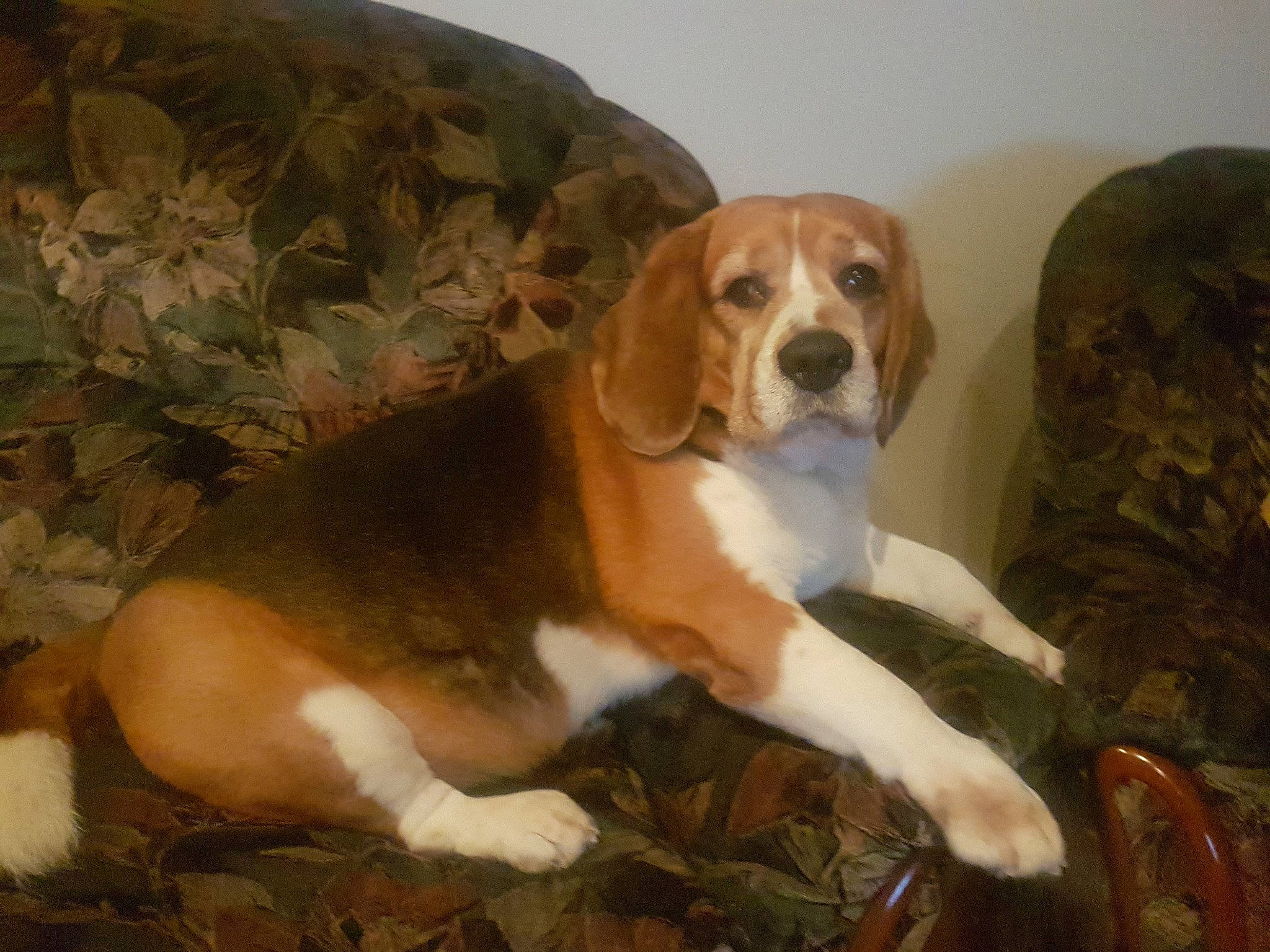 Dicky a rejoint le concours — aidez-le/la à gagner de superbes lots ! american_foxhound, beagle, beagle_harrier, canidae, carnivore, dog, dog_breed, english_foxhound, estonian_hound, finnish_hound, grand_anglo_francais_tricolore, hamiltonstovare, harrier, hound, mammal, pocket_beagle, posavac_hound, scent_hound, serbian_tricolour_hound, vertebrate