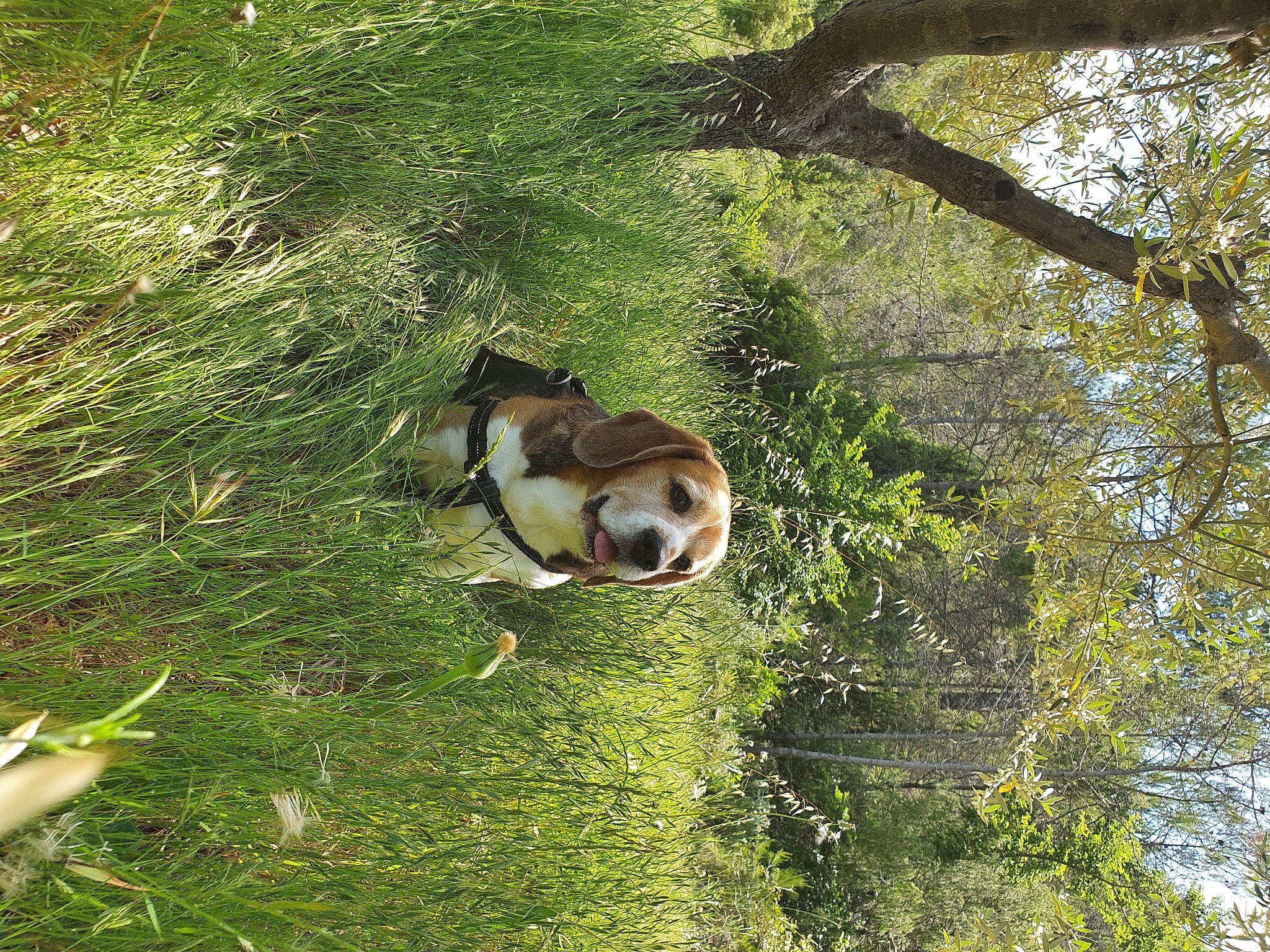 Dicky a rejoint le concours — aidez-le/la à gagner de superbes lots ! beagle, canidae, carnivore, dog, dog_breed, fawn, grass, non_sporting_group, plant, tree