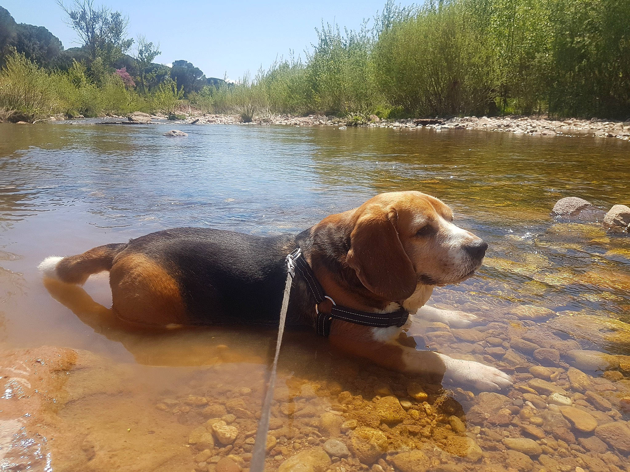 Dicky a rejoint le concours — aidez-le/la à gagner de superbes lots ! alpine_dachsbracke, basset_artesien_normand, bloodhound, canidae, carnivore, dog, dog_breed, hound, hunting_dog, mammal, river, snout, vertebrate, water_resources, watercourse