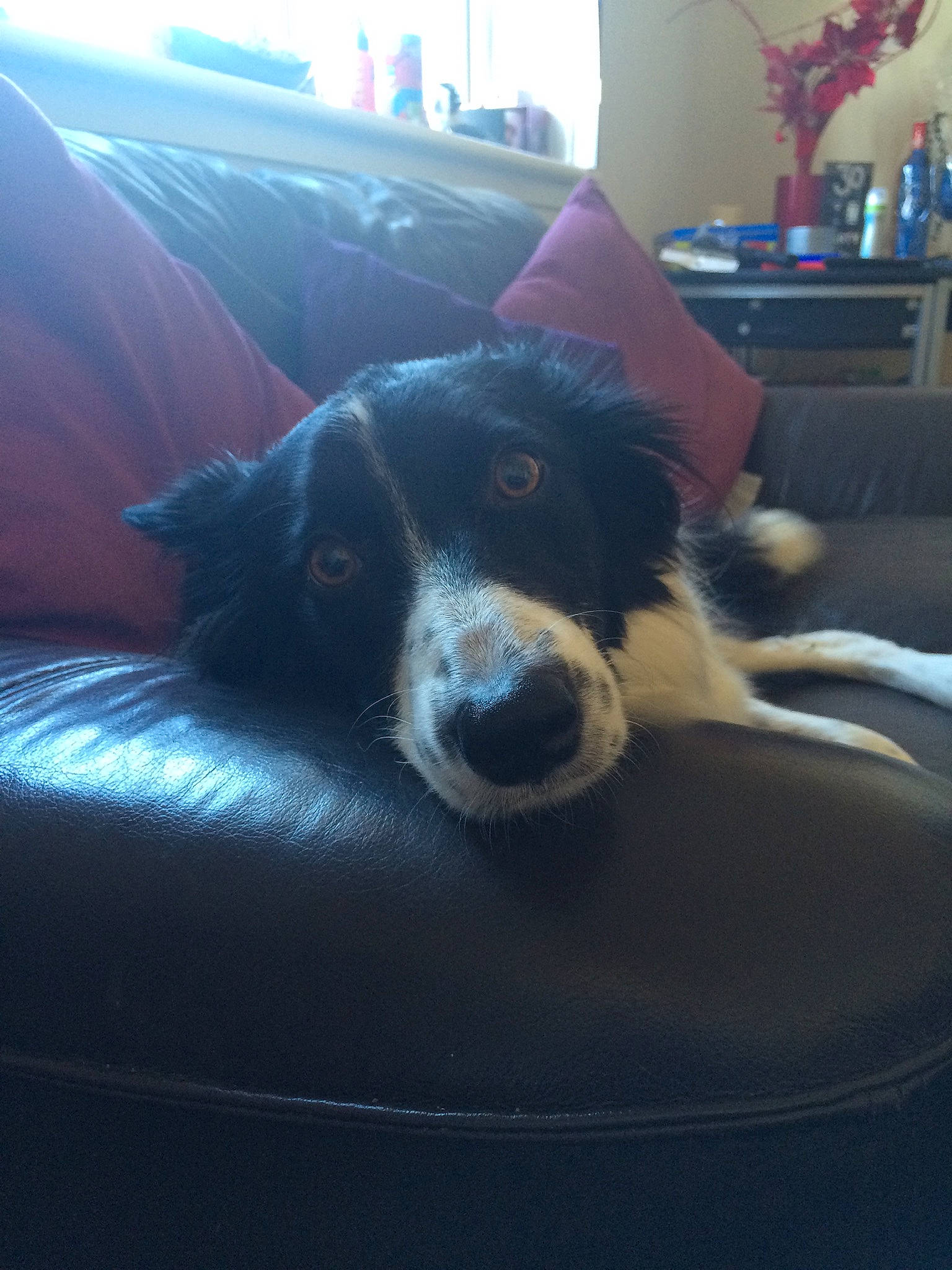 Ali joined the competition — help win amazing prizes! canidae, carnivore, chair, comfort, companion_dog, couch, dog, dog_breed, fur, furniture, herding_dog, houseplant, light, plant, sitting, sporting_group, texas_heeler, tints_and_shades, whiskers, window