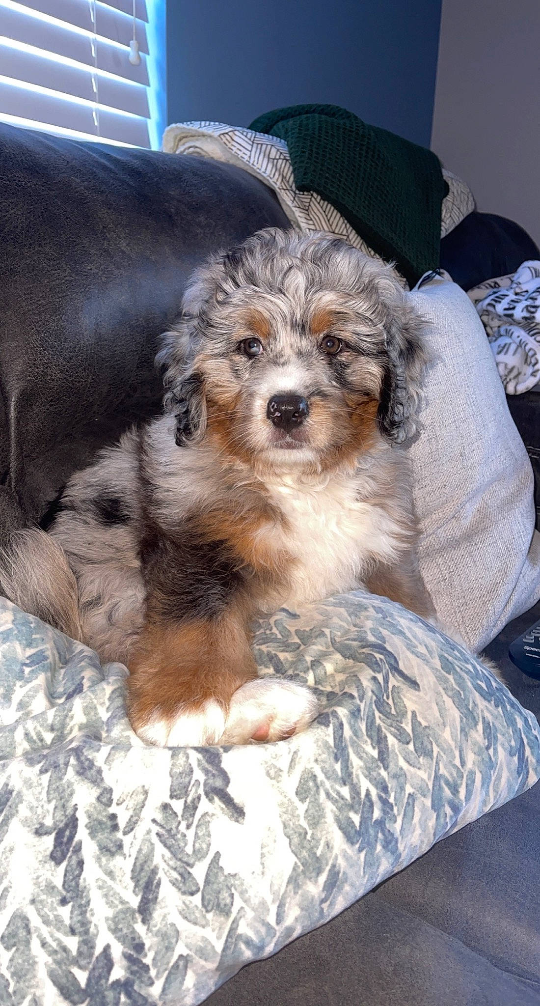 Kingston joined the competition — help win amazing prizes! canidae, carnivore, chair, comfort, companion_dog, dog, dog_breed, dog_supply, fawn, fur, maltepoo, small_terrier, snout, sporting_group, terrier, toy_dog, watch, window, working_animal, yorkipoo