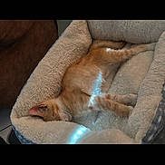 Messi joined the competition — help win amazing prizes! kitten, cat, sleeping, pet_bed, fluffy, cozy, indoor, ginger_cat, fur, resting, animal, cute, soft_light, comfort, feline, bed, relaxation, peaceful, home, nap