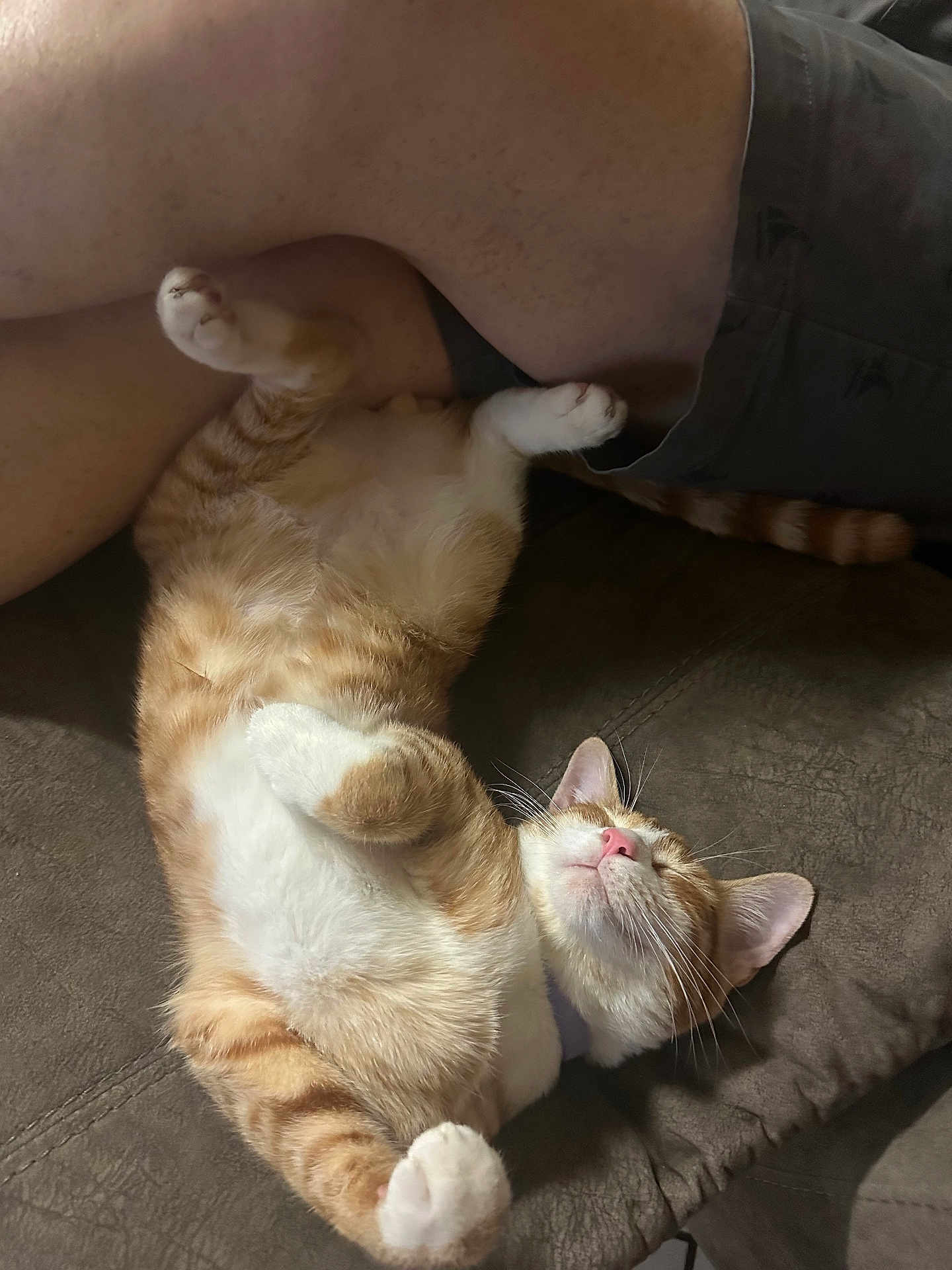 Messi is registered to the contest to win money with this photo: cat, orange_cat, white_cat, pet, sleeping, relaxed, couch, feline, indoor, paw, fur, whiskers, pink_nose, leg, human, resting, domestic_animal, cute, comfortable, nap