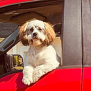 Bernie joined the competition — help win amazing prizes! animal, car_window, dog, fluffy, fur, leaning, long_ears, looking_at_camera, outdoor, pet, portrait, puppy, red_car, road_trip, sitting, sunlight, trees, truck, vehicle, white_and_brown