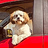 dog, puppy, pet, fluffy, white_and_brown, long_ears, portrait, vehicle, truck, red_car, car_window, outdoor, sunlight, trees, road_trip, leaning, sitting, looking_at_camera, fur, animal