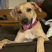 Stacey Laterra joined the competition — help win amazing prizes! dog, tan_dog, pet, indoor, couch, tongue_out, collar, happy, canine, animal, wooden_table, crate, furniture, paw, ears, nose, cute, domestic_animal, relaxed, smiling