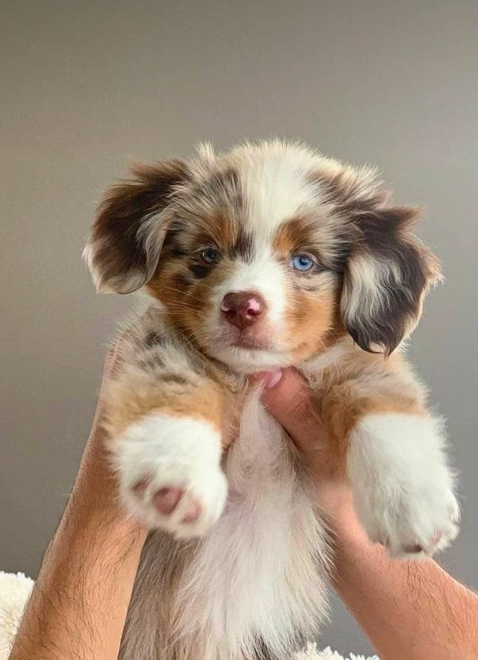 Jumper joined the competition — help win amazing prizes! canidae, carnivore, companion_dog, dog, dog_breed, fawn, fur, gun_dog, liver, puppy_love, snout, sporting_group, toy_dog, whiskers, working_animal