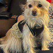 Poppy joined the competition — help win amazing prizes! dog, small_dog, santa_hat, festive_clothing, sparkly_outfit, indoor, couch, leather_chair, fluffy, pet, animal, cute, holiday, christmas_hat, decor, fur, alert, seated, domestic, companion