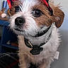 animal_photography, black_nose, blanket, blue_background, brown_and_white, close_up, cute, dark_eyes, dog, floppy_ears, funny, furniture, indoors, long_fur, pet, portrait, puppy, sitting, wearing_collar, wearing_hat