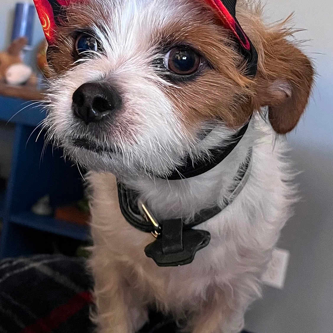 Winston