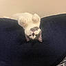 Yuki joined the competition — help win amazing prizes! book, cat, couch, cozy, curious, ears, feline, fur, home, indoor, nose, patterned, paw, pet, pillow, relaxed, resting, upside_down, wall, whiskers