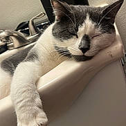 Yuki is registered to the contest to win money with this photo: animal, bathroom_sink, cabinet, cat, close_up, cute, domestic_animal, faucet, feline, gray_and_white, home, indoor, paw, pet, relaxed, resting, sink_edge, sleeping, soap_dispenser, whiskers