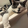 cat, sleeping, bathroom_sink, paw, gray_and_white, relaxed, indoor, pet, feline, domestic_animal, sink_edge, soap_dispenser, faucet, cabinet, home, resting, cute, animal, whiskers, close_up