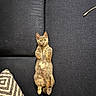 animal, black_couch, cat, couch, cute, domestic, ears, fur, furniture, indoor, lying_down, mammal, patterned_cushion, paws, pet, relaxed, resting, small_stick, tail, whiskers