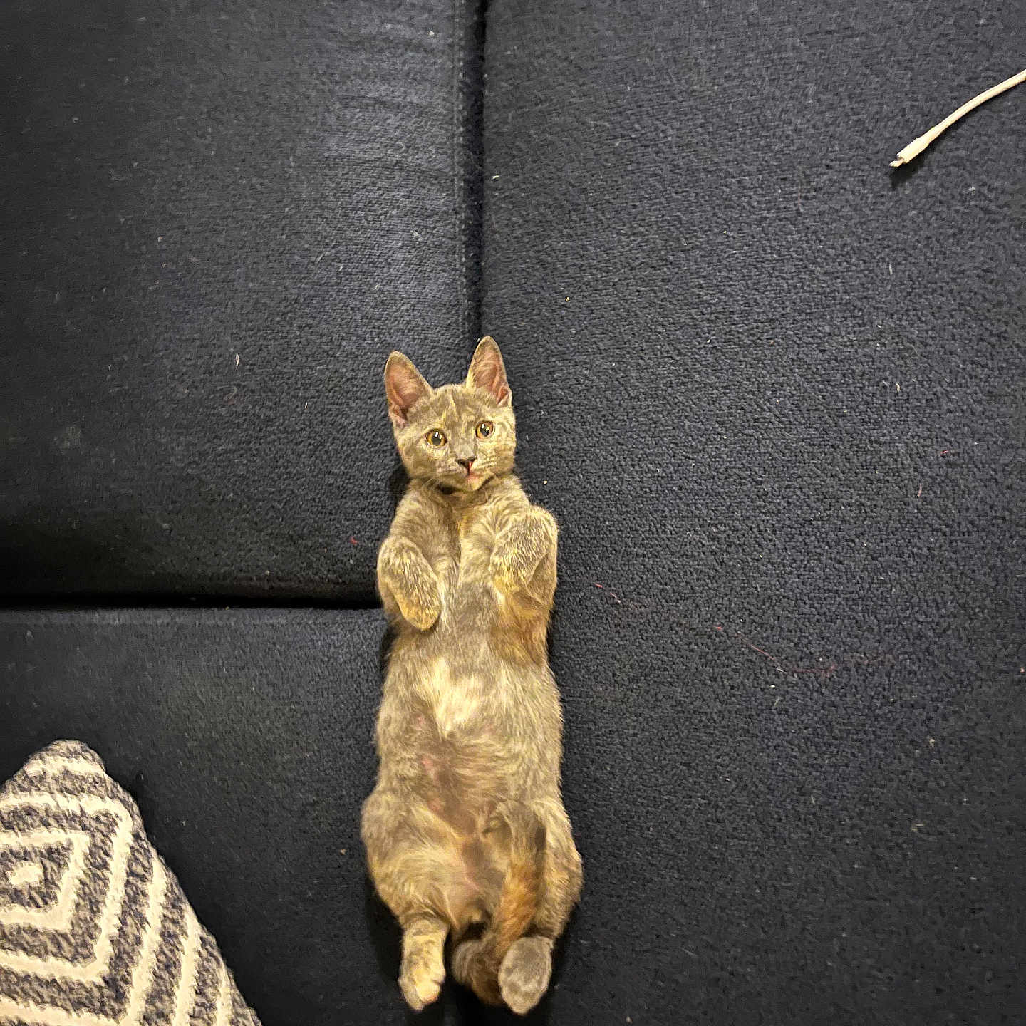 Suki