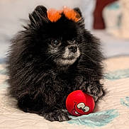 Foxy is registered to the contest to win money with this photo: dog, pomeranian, black_fur, toy, red_ball, bed, orange_bows, pet, cute, fluffy, indoor, animal, small_dog, fur, resting, playful, closeup, whiskers, sleepy, adorable