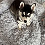Akila participe au concours pour gagner de l'argent avec cette photo : puppy, dog, husky, black_and_white, fluffy, blanket, soft_texture, indoor, floor, wood_floor, pet, cute, young_dog, animal, fur, eyes, ears, sitting, looking_up, cozy