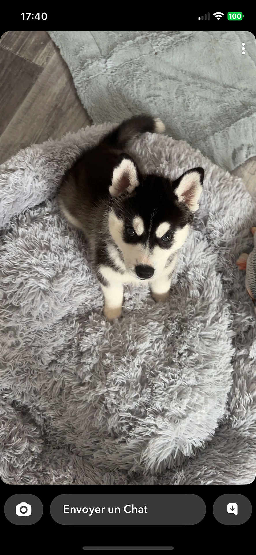 Akila participe au concours pour gagner de l'argent avec cette photo : puppy, dog, husky, black_and_white, fluffy, blanket, soft_texture, indoor, floor, wood_floor, pet, cute, young_dog, animal, fur, eyes, ears, sitting, looking_up, cozy