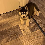 Akila a rejoint le concours — aidez-le/la à gagner de superbes lots ! puppy, dog, husky, indoor, wooden_floor, door, pet, young_animal, fur, cute, animal, flooring, resting, looking, small, cozy, household, domestic_animal, canine, young