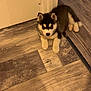 animal, canine, cozy, cute, dog, domestic_animal, door, flooring, fur, household, husky, indoor, looking, pet, puppy, resting, small, wooden_floor, young, young_animal