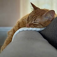 Simba a rejoint le concours — aidez-le/la à gagner de superbes lots ! animal, blanket, cat, closeup, couch, cozy, domestic_cat, ear, feline, fur, ginger_cat, home, indoor, nap, pet, relaxing, resting, sleeping, soft_light, whiskers