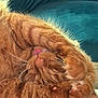 Simba participe au concours pour gagner de l'argent avec cette photo : cat, closeup, cozy, cushion, feline, fur, handwritten_note, indoor, orange_tabby, paper, paw, pet, relaxed, resting, sleepy, stretching, table, teal_background, tongue, whiskers