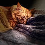 Simba a rejoint le concours — aidez-le/la à gagner de superbes lots ! animal, blanket, cat, close_up, comfort, cozy, cute, fur, furry, ginger_cat, indoor, nap, peaceful, pet, relaxation, resting, sleeping, soft_texture, warm_light, whiskers