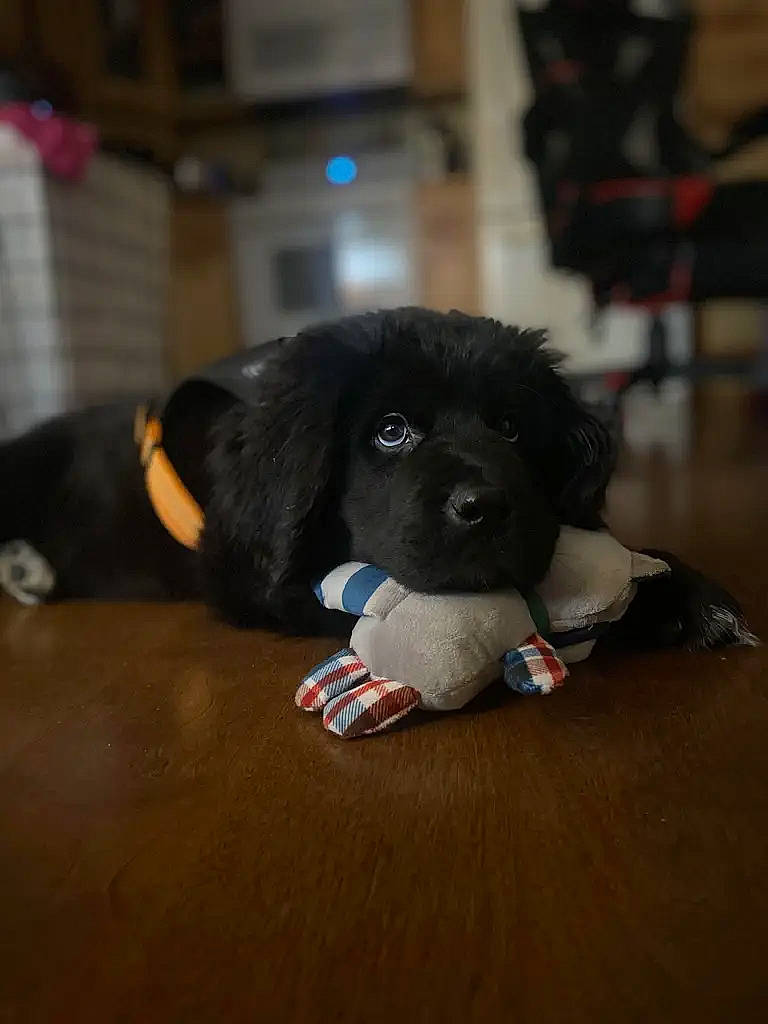 Leviathan joined the competition — help win amazing prizes! canidae, carmine, carnivore, comfort, companion_dog, dog, dog_breed, fawn, flooring, fur, liver, plush, primate, puppy, sporting_group, stuffed_toy, terrestrial_animal, toy, toy_dog, working_animal