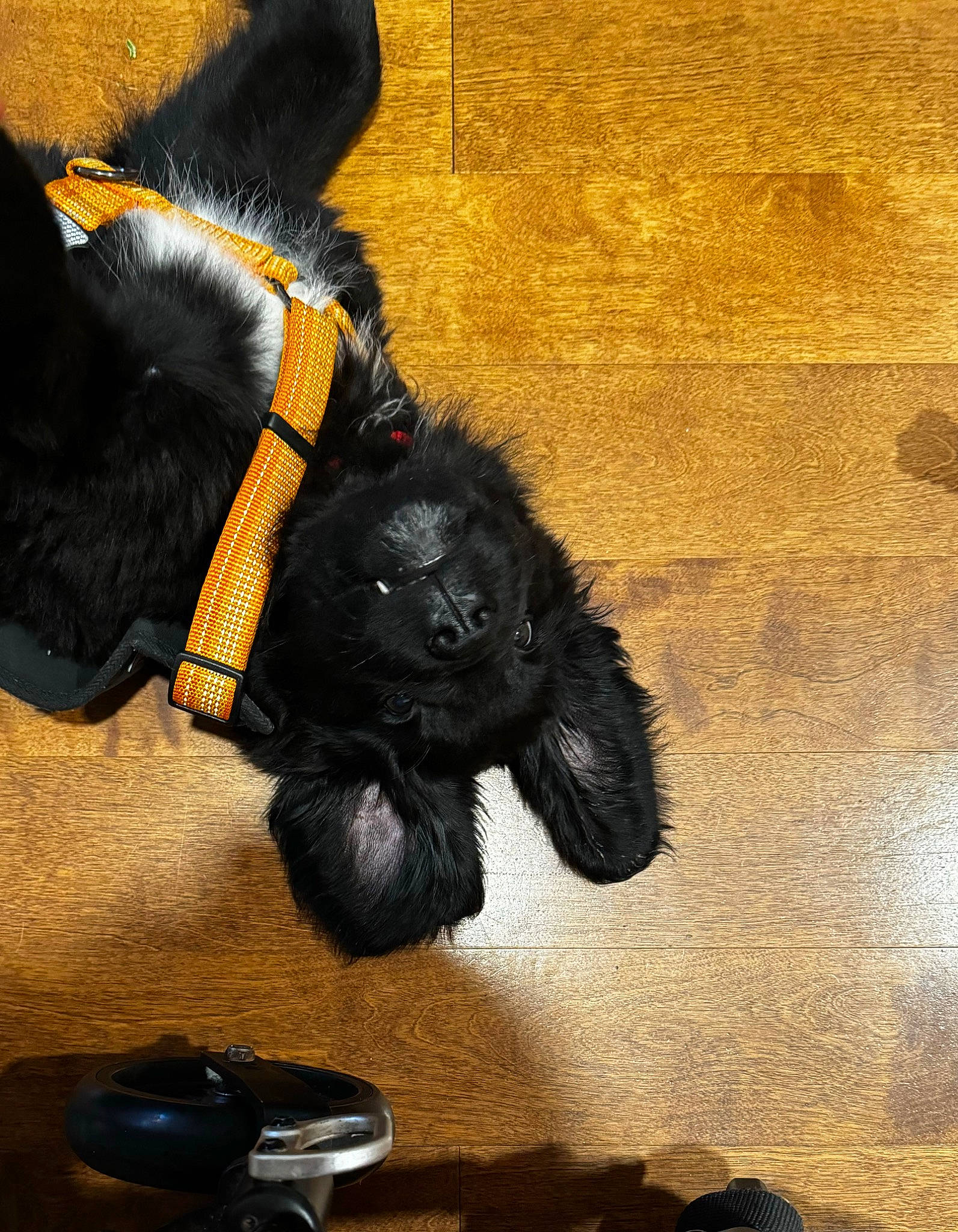 Leviathan is registered to the contest to win money with this photo: art, black, canidae, claw, comfort, companion_dog, dog_breed, fashion_accessory, fur, gesture, paw, personal_protective_equipment, primate, snout, sporting_group, stuffed_toy, tail, terrestrial_animal, tints_and_shades, working_animal