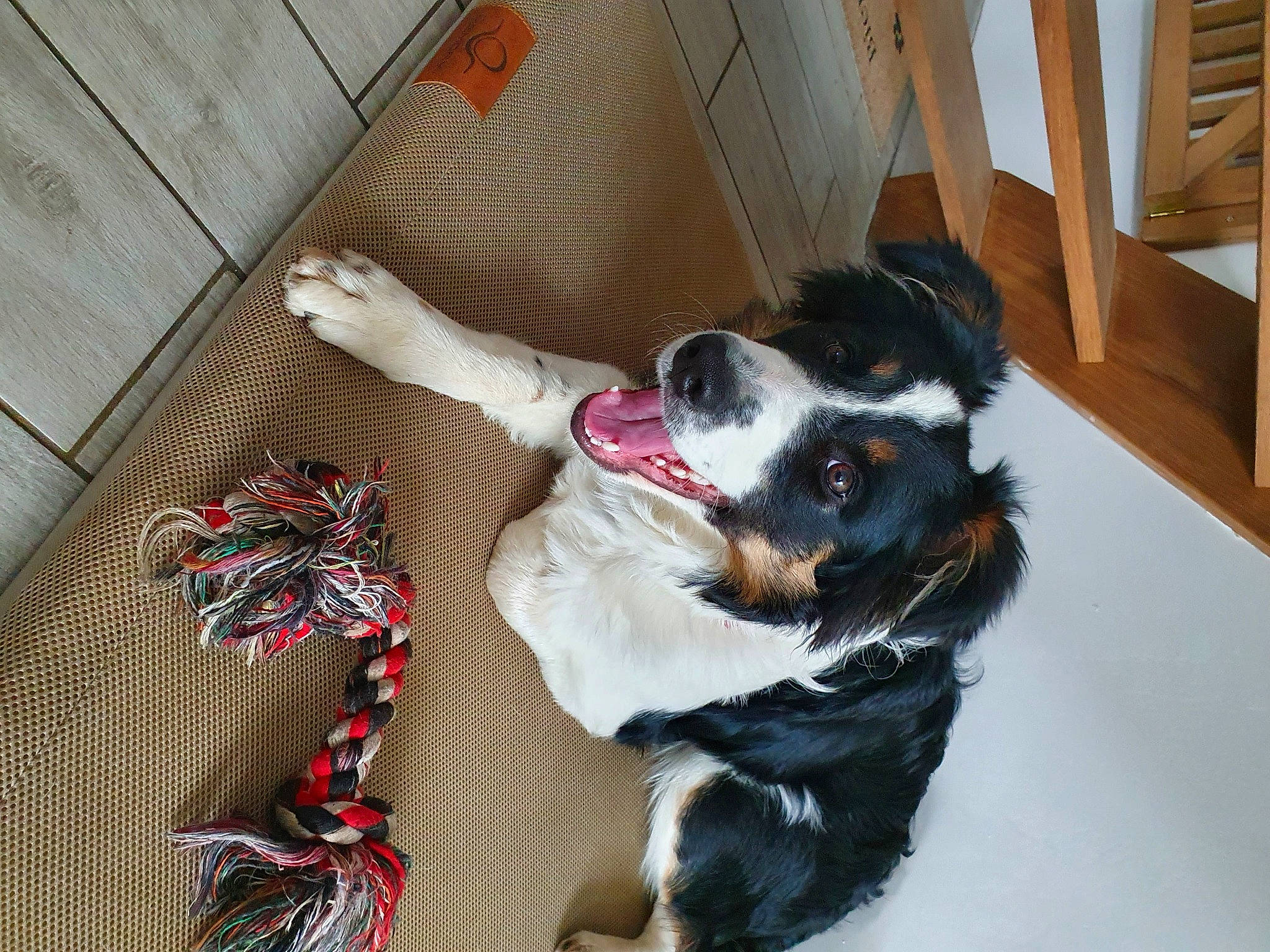 Sanga participe au concours pour gagner de l'argent avec cette photo : bernese_mountain_dog, canidae, carmine, carnivore, companion_dog, dog, dog_breed, dog_supply, fawn, fur, mammal, pattern, paw, snout, sporting_group, tail, toy_dog, vertebrate, whiskers, wood