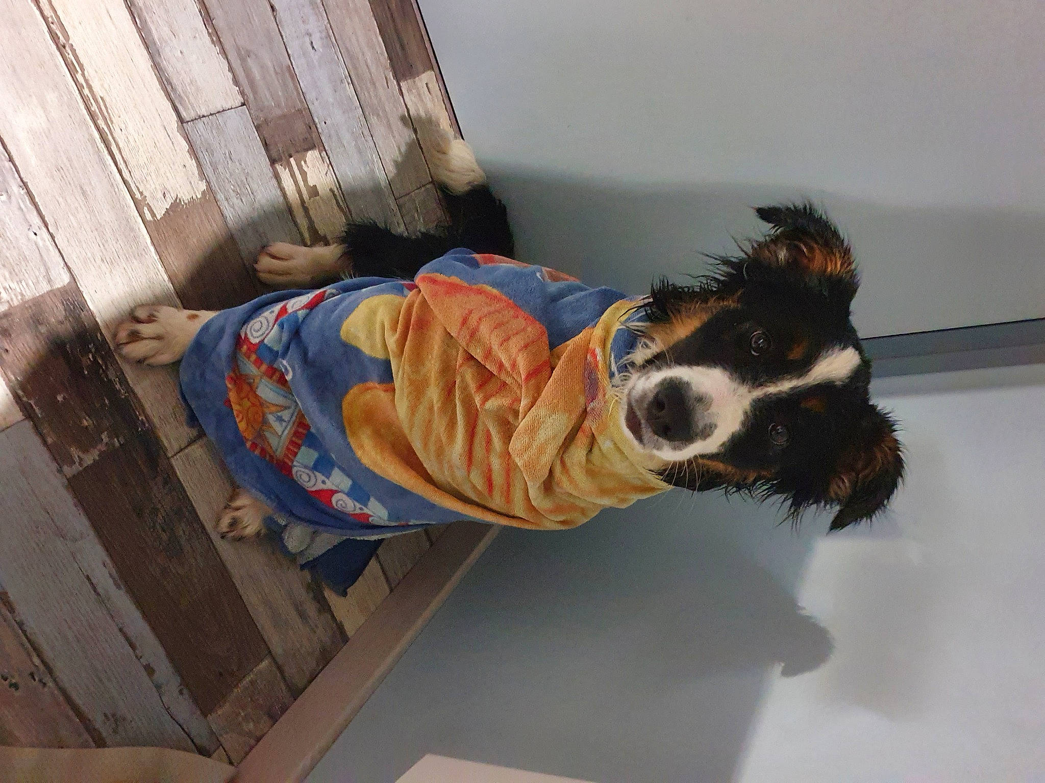 Sanga a rejoint le concours — aidez-le/la à gagner de superbes lots ! canidae, carnivore, comfort, companion_dog, dog, dog_breed, dog_supply, felidae, flooring, fur, hardwood, herding_dog, room, sporting_group, tail, wood, working_dog