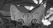 Rosie participe au concours pour gagner de l'argent avec cette photo : animal, black_and_white, branches, cat, close_up, curious, ears, eyes, feline, focus, hiding, leaves, mystery, nature, outdoor, photography, portrait, texture, whiskers, wildlife