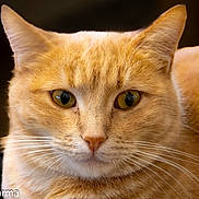 Rosie participe au concours pour gagner de l'argent avec cette photo : animal, background_blur, cat, close_up, cute, domestic_cat, ears, expression, face, feline, fur, indoor, looking, nose, orange_tabby, pet, portrait, soft_light, whiskers, yellow_eyes