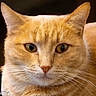 animal, background_blur, cat, close_up, cute, domestic_cat, ears, expression, face, feline, fur, indoor, looking, nose, orange_tabby, pet, portrait, soft_light, whiskers, yellow_eyes