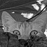 Rosie a rejoint le concours — aidez-le/la à gagner de superbes lots ! animal, black_and_white, branches, camouflage, cat, closeup, curious, ears, eyes, feline, focus, leaves, mysterious, nature, outdoor, pet, shadow, texture, watchful, wildlife