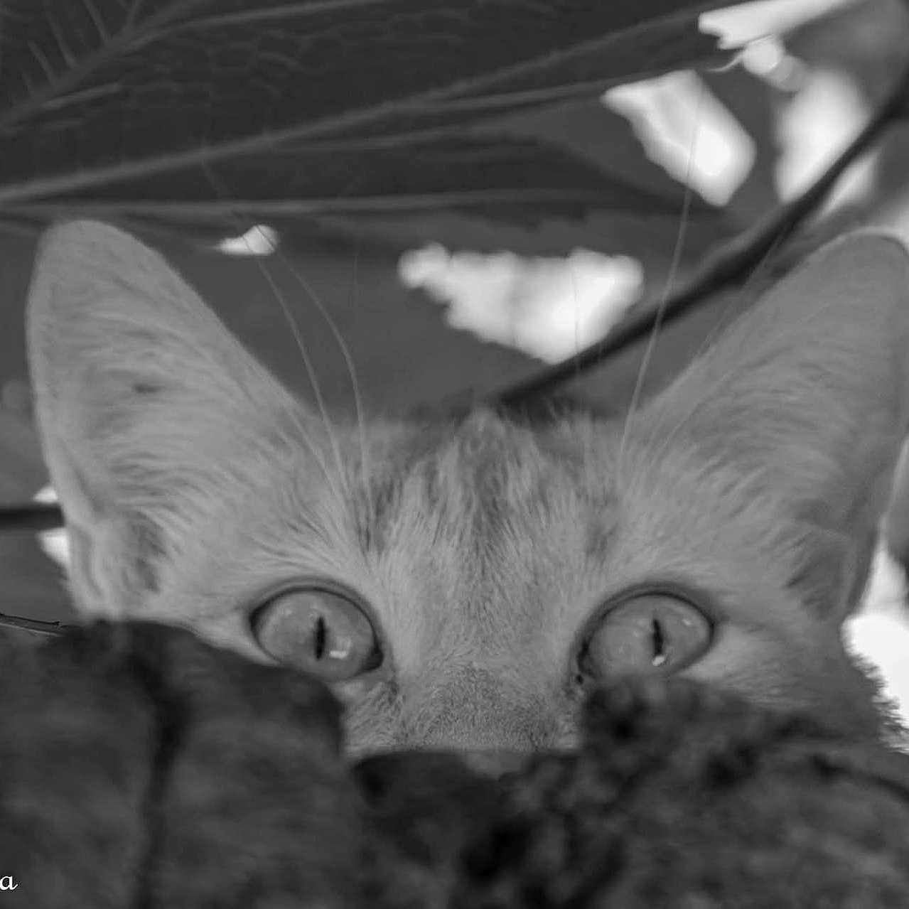 Rosie a rejoint le concours — aidez-le/la à gagner de superbes lots ! animal, black_and_white, branches, camouflage, cat, closeup, curious, ears, eyes, feline, focus, leaves, mysterious, nature, outdoor, pet, shadow, texture, watchful, wildlife