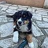 animal, black, brown, cute, dog, ears, friendly, fur, nose, outdoor, paw, pet, playful, puppy, resting, stone_patio, toy, tricolor, white, young_dog