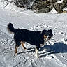 animal, bushes, canine, cold, daytime, dog, fur, happy, landscape, nature, outdoor, pet, playful, rocks, scenery, shadow, snow, sunlight, walking, winter
