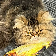 Bertha is registered to the contest to win money with this photo: cat, fluffy, fish_toy, pet, animal, fur, indoor, close_up, resting, orange_eyes, grumpy, texture, toy, mammal, cute, face, whiskers, laying, sleepy, feline