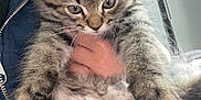 Bagheera joined the competition — help win amazing prizes! animal, belly, cat, closeup, curious, cute, fur, furry, hand, holding, indoor, jacket, kitten, paw, person, pet, tabby, whiskers, window, zipper
