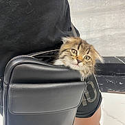 Bagheera is registered to the contest to win money with this photo: animal, bag, black, cat, curious, cute, face, floor, fur, indoor, kitten, leather, person, pet, pouch, shorts, small, standing, tiles, zipper