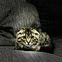 Bagheera is registered to the contest to win money with this photo: animal, cat, couch, cozy, cute, ears, fluffy, focused, fur, gray, indoor, kitten, lying, pet, portrait, small, tabby, texture, whiskers, wide_eyes