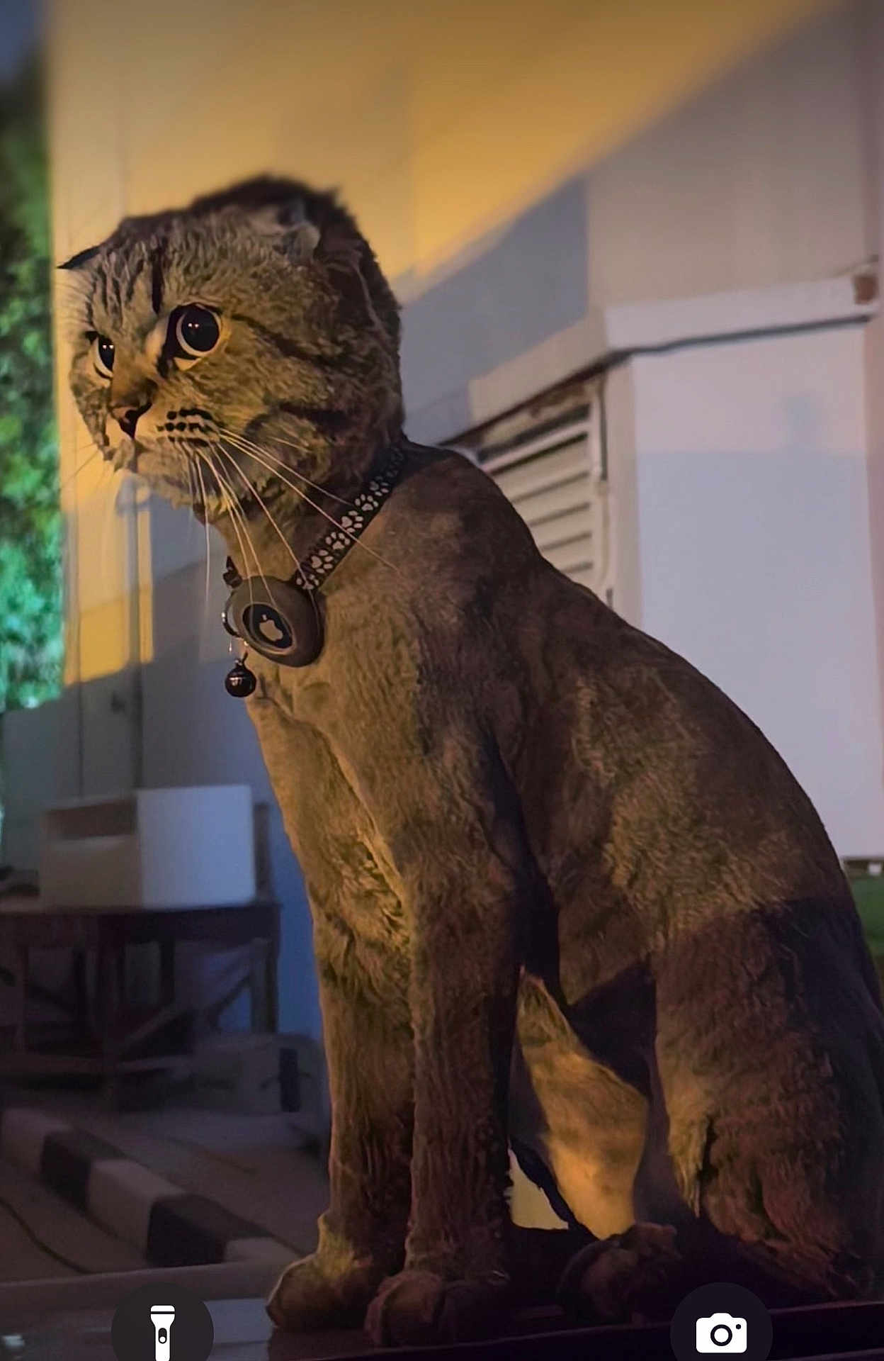 Bagheera